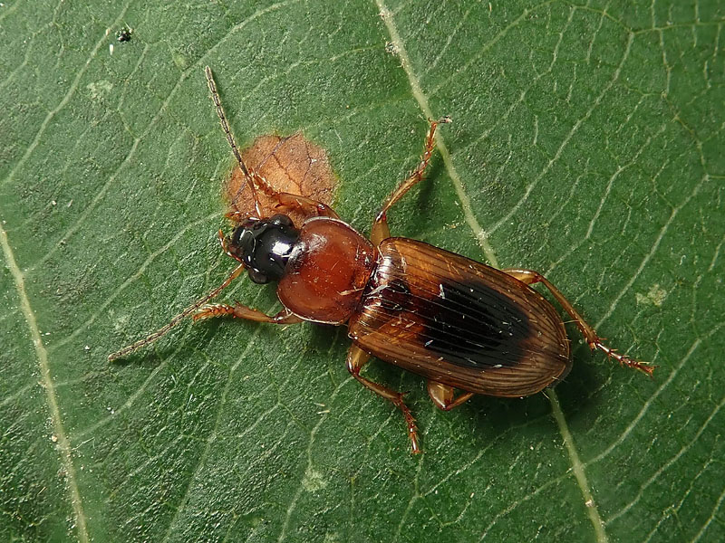 Carabidae: Stenolophus diverso dal solito... S. discophorus